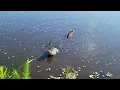 American Alligators territorial and mating call part 2