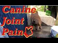 Gunner Daduquin w Rejensa Week 1 Supplements for All Dogs Arthritis Pain Inflammation Review