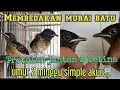 Download Lagu membedakan murai batu trotolan jantan dan betina umur 2 minggu simple akurat dan jitu.@wangi kicau