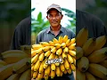 Download Lagu Thaise bananenboeren genieten van een grote oogst! #voldoening #landbouw #reuzenbananen