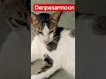 Download Lagu denpasarmoon#shortvideo #trending #cat #kucing #subscribe #wadahalam