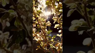 سبحان الله شجر خلاب مع صوت الطبيعة الهادئ للمونتاج 