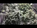 Pacific Seed Bank vs Dutch Seeds week 7 of Flowering