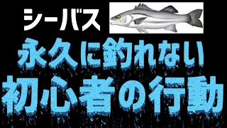 【シーバス】釣れない初心者は同じ行動をする？釣るのは簡単！基礎を作って最高のシーバスライフにしよう！