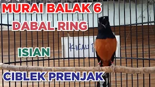 Download Murai Medan Balak 6 Dabal Ring || kicau pidong MP3