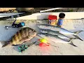 South Florida Catch n Cook - Spanish Mackerel n Sheepshead