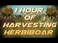 Herbiboar Testing OSRS Wiki Money Making Methods