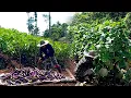 Download Lagu FULL VIDEO kehidupan di gunung merawat tanaman dan panen
