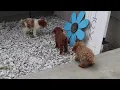 Mini Poodle Puppies For Sale