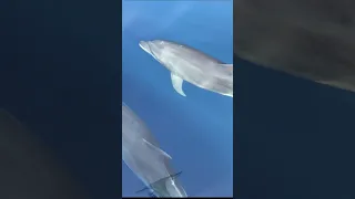 The most epic experience ever! #sailing  #aroundtheworld #nature #ocean