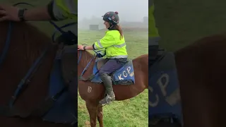 Yearling Prep