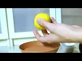 Opening Yuzu Citrus Lemon Fruit and How to Germinate Citrus Seeds