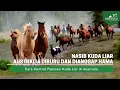 Download Lagu KOK BISA! Kenapa Kuda Liar Australia Diburu dan Dianggap Hama?