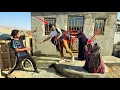 Download Lagu Habib Left Our Family: Tensions at Mr. Hassan Nomadic Farm Over Hojat Release