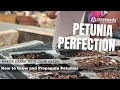 How to Grow and Propagate Petunias