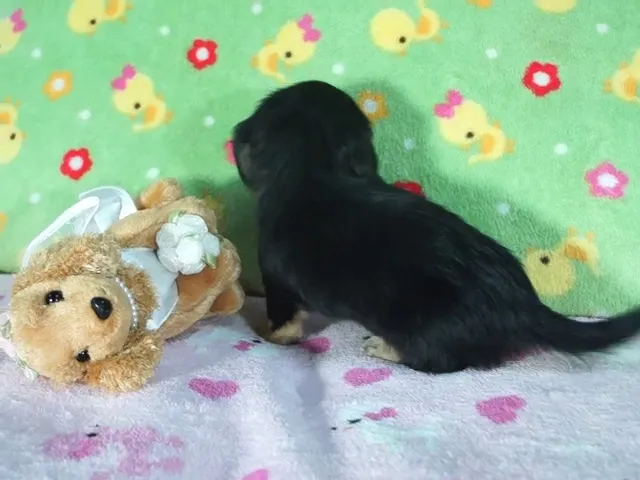 動画