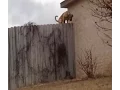 Fence Jumping Dog STOPPED by Homemade Coyote Roller Lose Weight More Energy