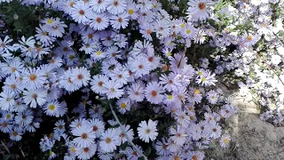 fiori di natura canale nuovo