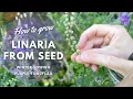 Lagu How to Grow Linaria from Seeds to Flowers | Winter Sowing Guide | Perennial Garden