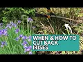When and How to Cut Back Irises in the Fall Prune Iris Trim Iris Iris Plant Care