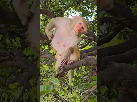 khujli karta bandar #monkey #bandar #monkeyvideo