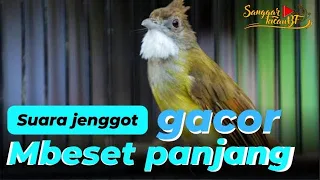 Download SUARA CUCAK JENGGOT JAWA GACOR BESETAN TAJAM || Masteran Burung Rekomendasi Juara@sanggarkicauBF MP3