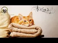 Download Lagu Muziek om uw Kat te Ontspannen - Diepe Rustgevende Muziek, Comfortabele Slaap Muziek