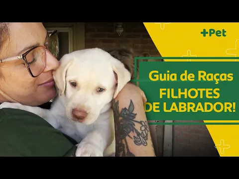 Download MP3 VOLTAMOS PARA CONHECER OS FILHOTES DE LABRADOR! | CANAL MAIS PET