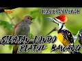 Download Lagu MASTERAN PLATUK BAWANG VS SIKATAN LONDO SUPER MEWAH