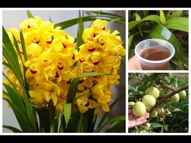 CHÁ VITAMINADO VAI MULTIPLICAR A FLORAÇÃO DAS SUAS ORQUÍDEAS E PLANTAS FRUTÍFERAS
