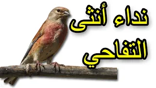 أقوى نداء لأنثى التفاحي للتزاوج The Strongest Call Of The Apple Female For Mating 