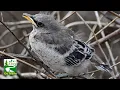 Mockingbird call sound Baby Fledgling Juvenile