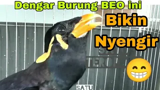 Download Viral Burung Beo Paling Pintar bicara, Beo Gacor, Beo Hebat, Burung Berkicau Burung Beo Lucu Pintar MP3