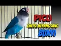 Download Lagu Lovebird Fighter Ngekek Panjang Cepat PICU EMOSI Lovebird, Rangsang LB Lekas NARIK Ngekek Panjang