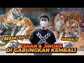 Download Lagu ESHAN JINORA DIGABUNGKAN KEMBALI SETELAH 2 BULAN PISAH ! HASILNYA DILUAR DUGAAN ALSHAD AUTO PANIK !!