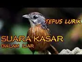 MASTERAN MURAI BATU, CUCAK HIJAU, KACER TEPUS LURIK |birds singing| |birds training|