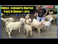 Download Lagu Murah, Minggu Ini Harganya Banyak Yang Di Bawah 1 Juta. Pasar Glenmore Banyuwangi Jatim