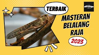 Download Masteran Belalang Raja Terbaik Suara Jernih  Dengan Jeda Suara Gemericik Air MP3