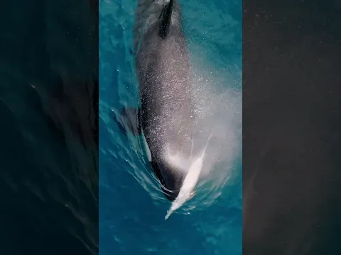 The ocean’s true apex predator!