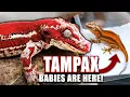 These are the BEST Gargoyle Geckos I have EVER hatched