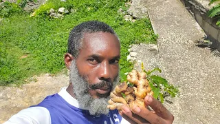 Just 1 Piece of Ginger Is Worth GOLD! (Most People Don’t Know This)
