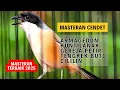 Download Lagu Masteran Cendet Armagedon, Kuntilanak, Gereja Petir, Cililin, Tengkek Buto