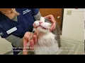 How to Give your Cat a Liquid Medication