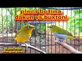 Download Lagu Pleci Betina Memanggil Jantan || Pleci Betina Bersahutan Memancing Bunyi Pleci Jantan