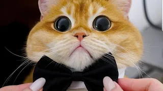 funny stalking cat video compilation part 2