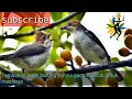 Download Lagu masteran burung yuhina gacor tembakan rapat