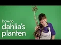 Download Lagu Hoe plant je een Dahlia-knol?!