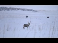 Monster Muley Bucks