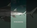 Download Lagu How Bull Sharks Survive In Freshwater 😨