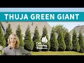 Thuja Green Giant Arborvitae Fast Growing Trees